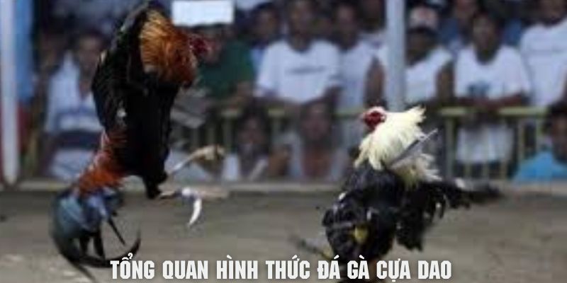 Đôi nét tổng quan về hình thức chơi đá gà cựa dao kịch tính