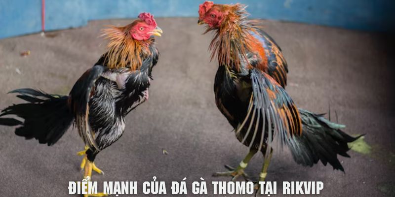 Khám phá về điểm mạnh của trò chơi đá gà Thomo tại Rikvip