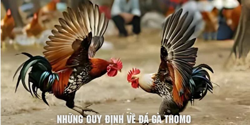 Tìm hiểu chung về những quy định cho các trận đấu gà Thomo